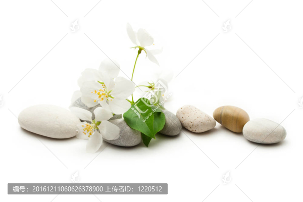 蘋果樹花和石頭