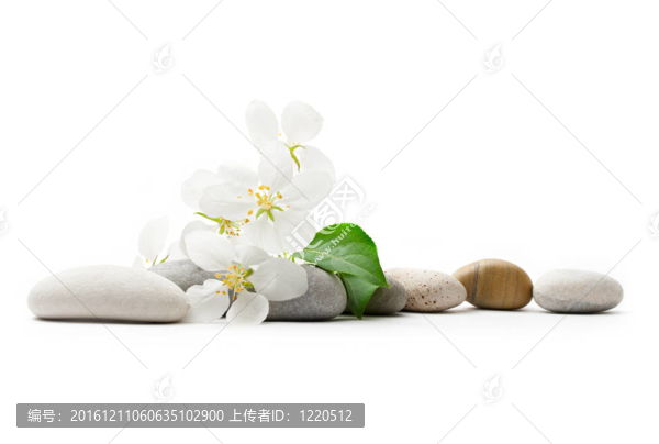 蘋(píng)果樹(shù)花和石頭