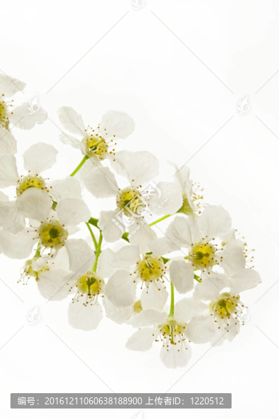 鳥櫻花在白色的樹上