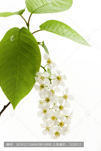 鳥櫻花在白色的樹上