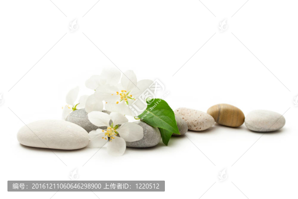 蘋果樹花和石頭