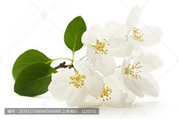 蘋果樹花白色