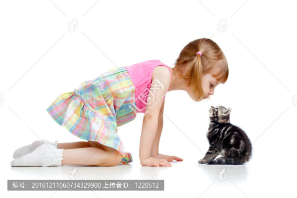 逗小孩玩蘇格蘭小貓