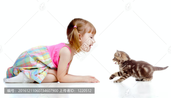 逗小孩玩蘇格蘭小貓