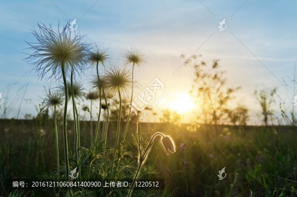 草地上的日落