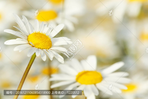 瑪格麗特花白色