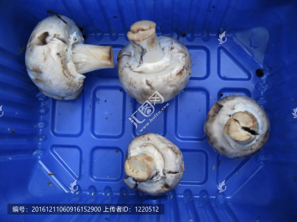 白蘑菇在藍色塑料盒