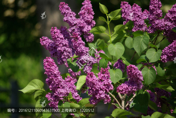 丁香花在春天