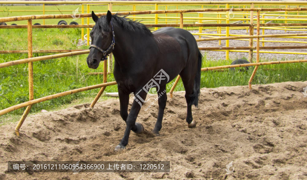 戶外的馬