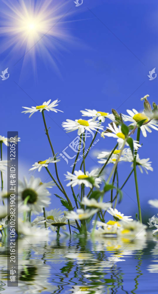 以天空為背景的甘菊