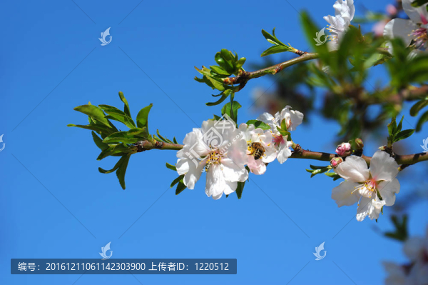 杏花
