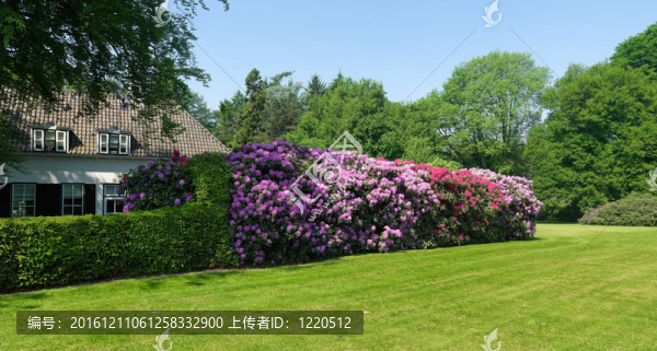 在一個(gè)公園的杜鵑花