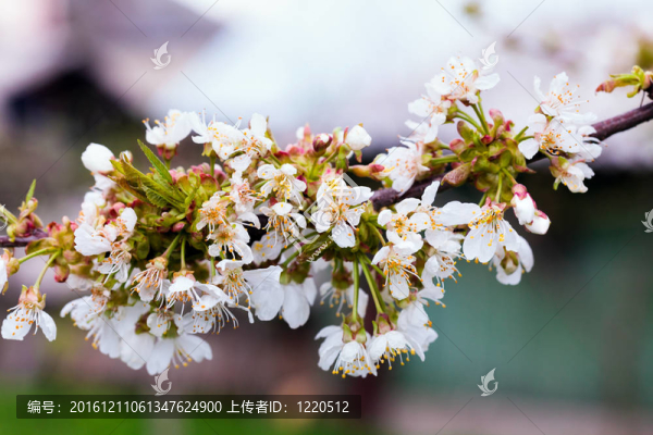 櫻桃樹枝