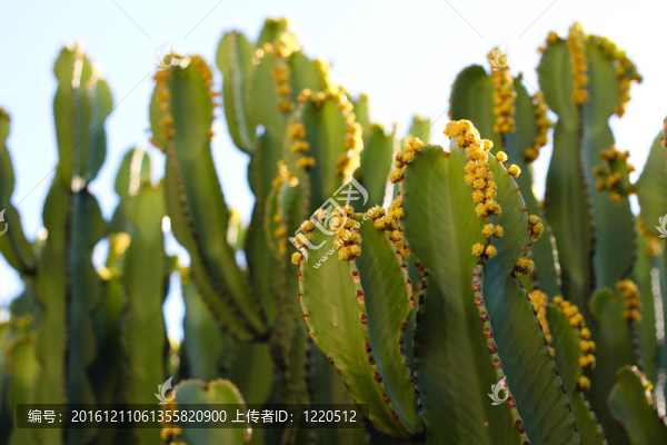 綠色的仙人掌植物