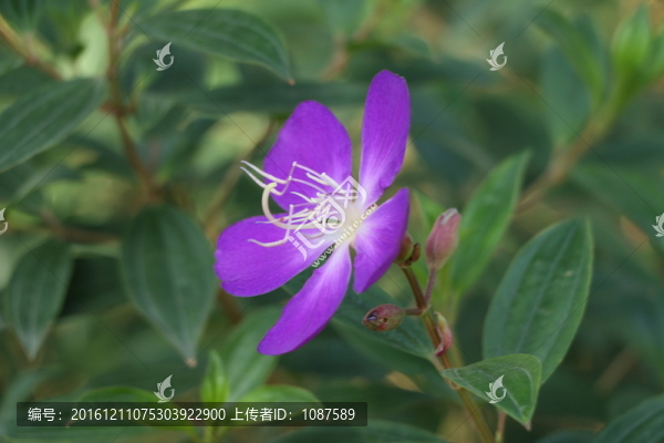 巴西野牡丹