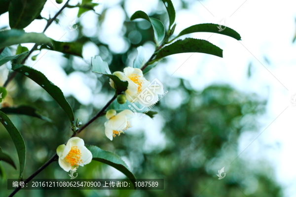 茶樹開花