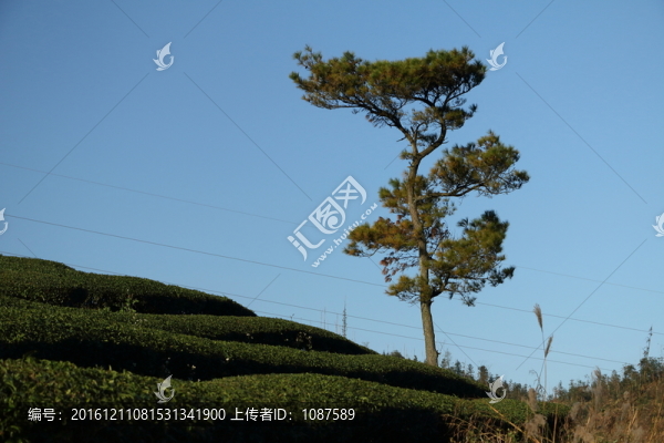 長龍風(fēng)景