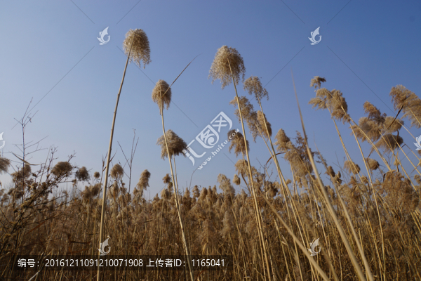 蘆葦