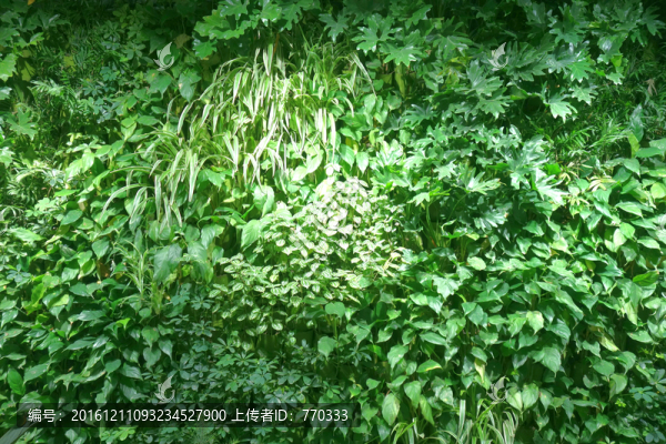 植物墻,綠色背景