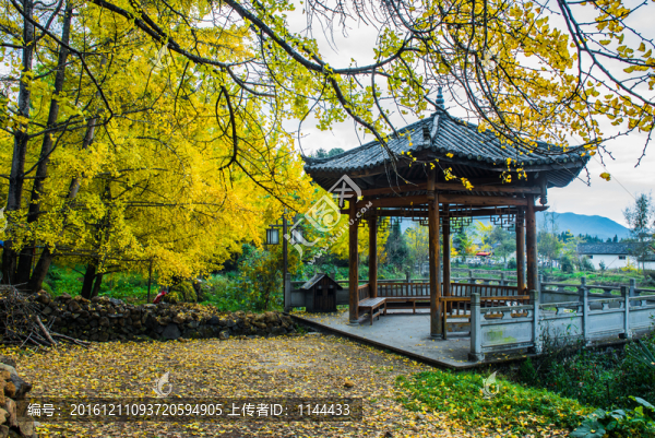 騰沖,銀杏