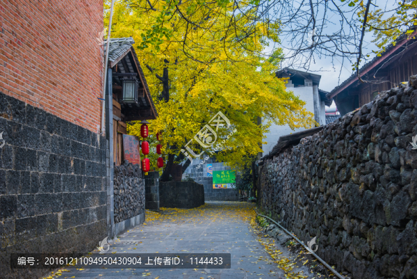 騰沖,銀杏