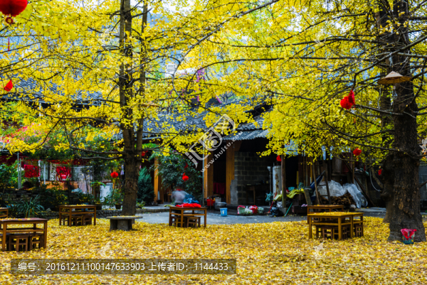 騰沖,銀杏