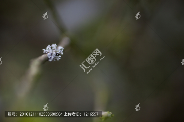 睛