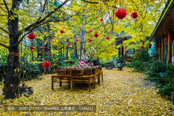 騰沖,銀杏