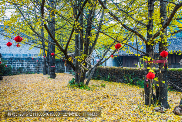 騰沖,銀杏