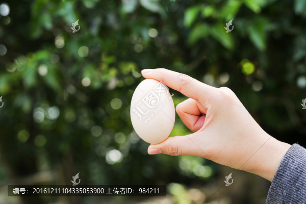 農(nóng)家雞蛋