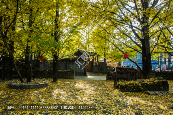 騰沖,銀杏