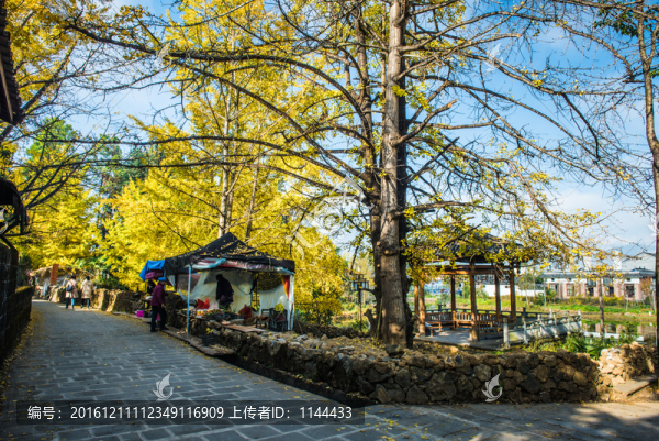 騰沖,銀杏