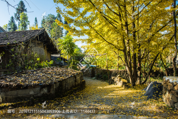 騰沖,銀杏