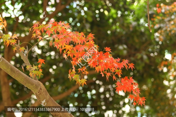 紅葉