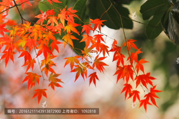 紅葉