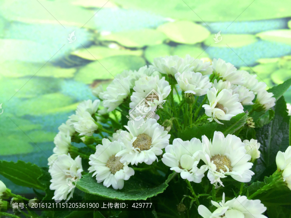 盆景