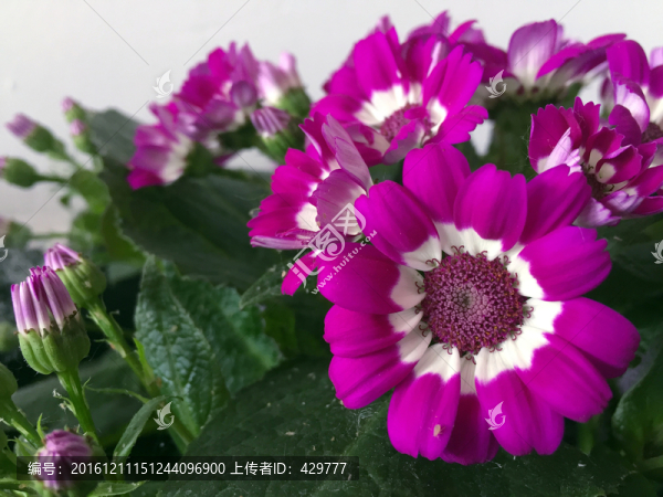 盆景花卉