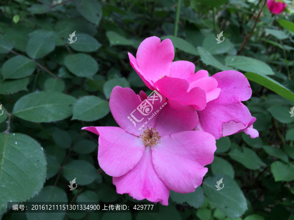 花瓣,,花朵