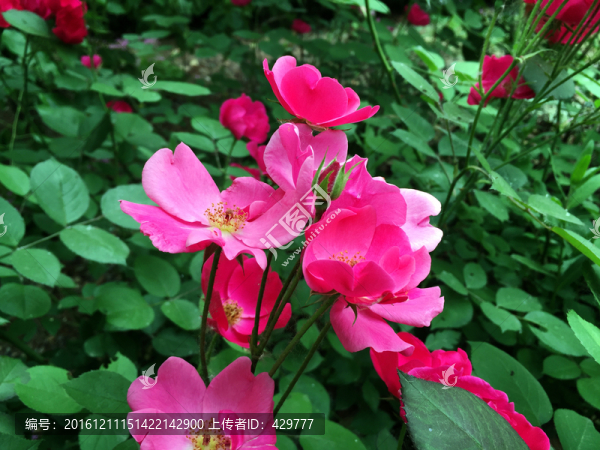 月季花,,紅花