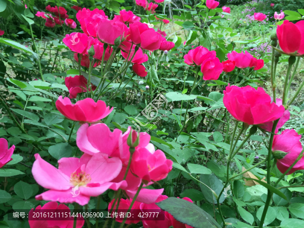 花叢,,紅花