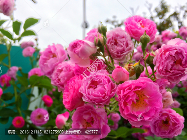 鮮花