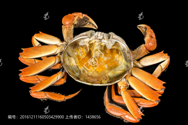 螃蟹