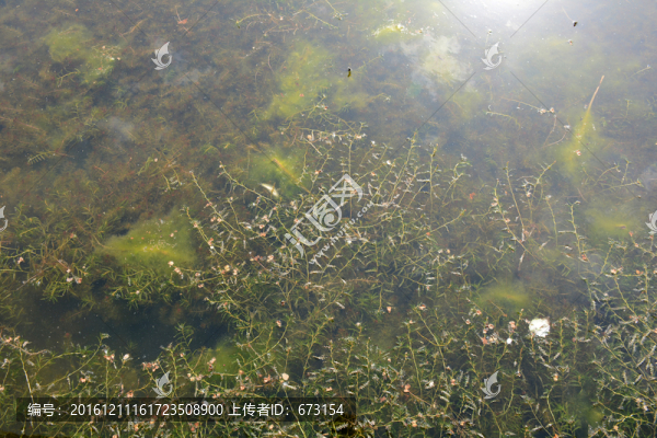 水草