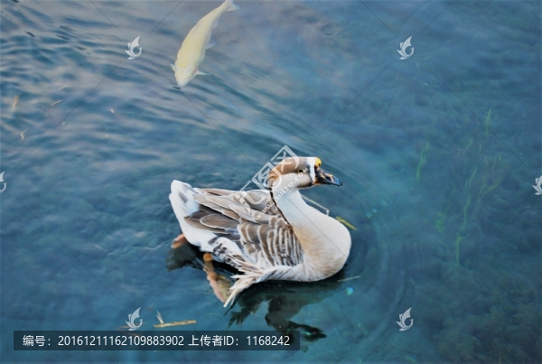 日本湖泊野天鵝鳥類攝影