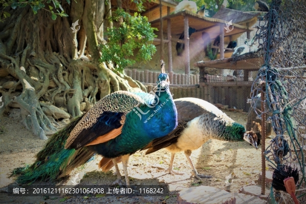 廈門鼓浪嶼動物園孔雀攝影