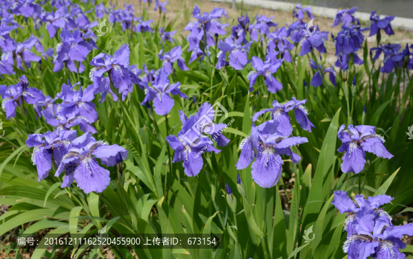 鳶尾花