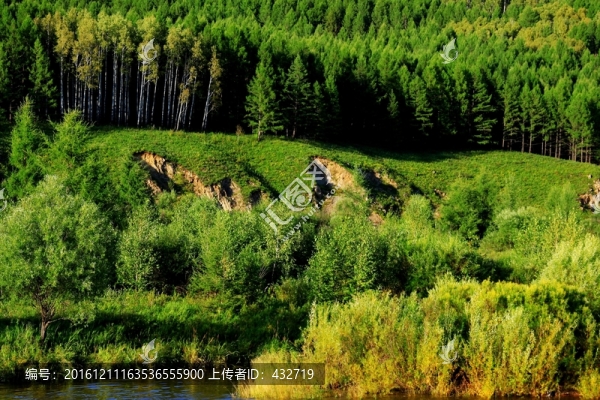 大興安嶺森林植被