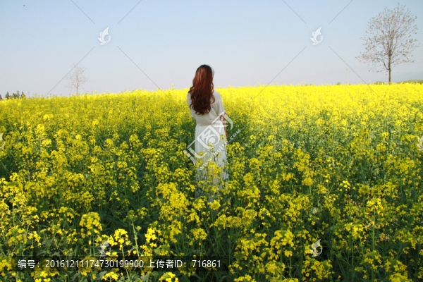 油菜花海
