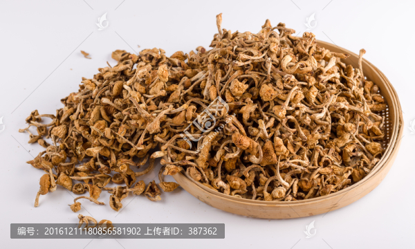 菌菇
