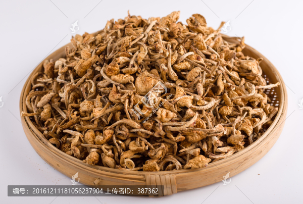 菌菇